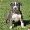 American Pit Bull